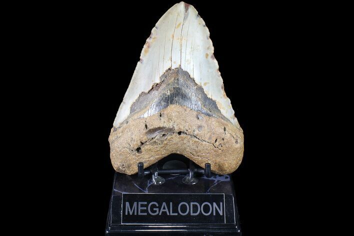 Bargain, Megalodon Tooth - North Carolina #83980